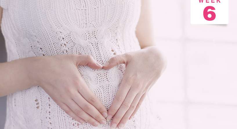 كيف يكون شكل الجنين في الاسبوع السادس من الحمل؟