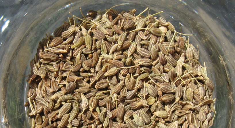 خلطات طبيعية للقضاء على القمل
