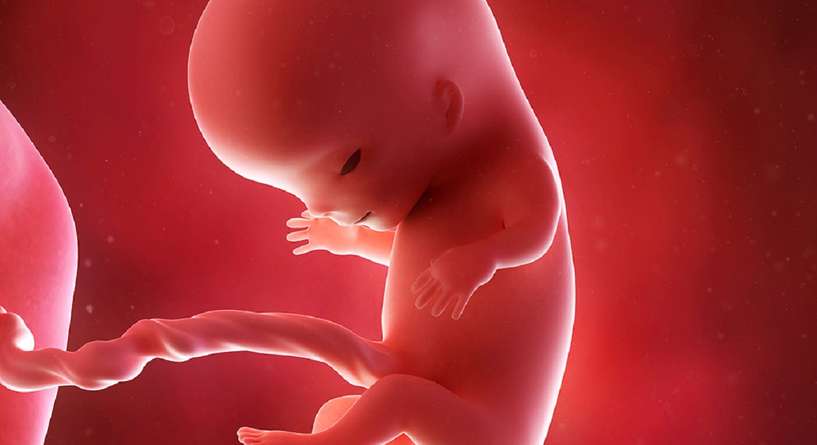 كيف يكون شكل الجنين في الاسبوع الحادي عشر بالسونار