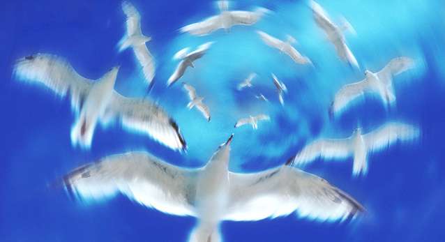 Seagull, Animal, Bird