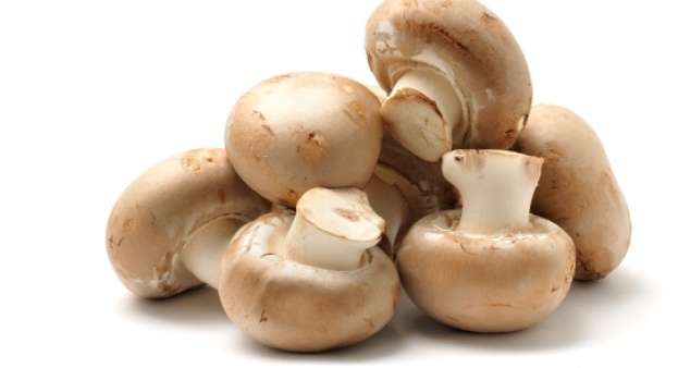 الفطر يعزّز مناعتك