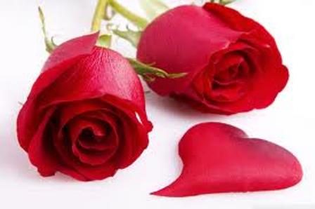 معاني الورود في الحب