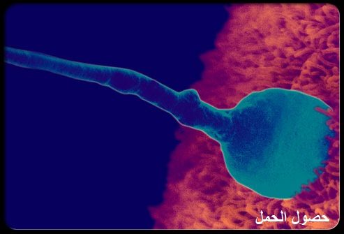 مراحل نمو الجنين بـ الصور | الحمل، الحامل، الطفل، شهر، القلب