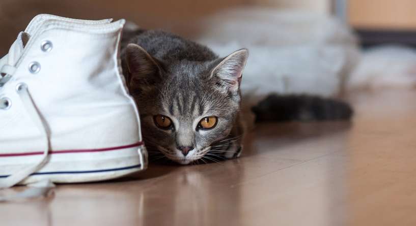 نصائح للحفاظ على سلامة القطط وترتيب المنزل