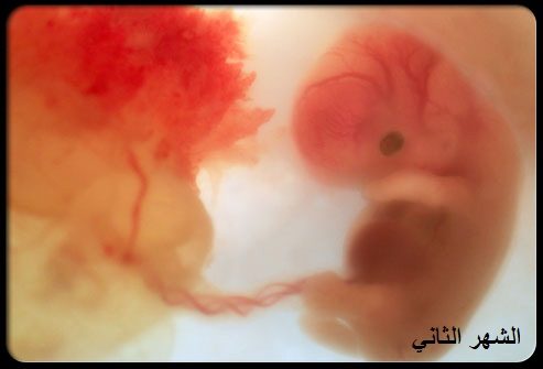 مراحل نمو الجنين بـ الصور | الحمل، الحامل، الطفل، شهر، القلب