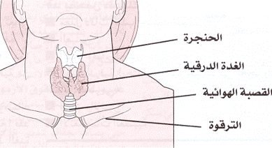 ما هو تأثير الغدة الدرقية على الحمل؟