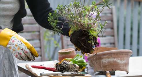 هل الزراعة ممكنة في حال الحساسية؟