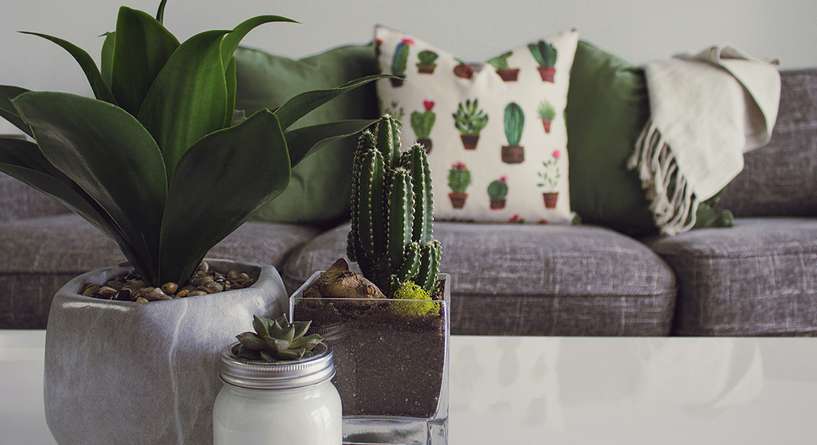 Plant, Furniture, Jar