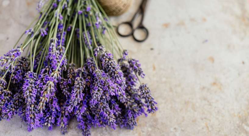 Plant, Lavender, Scissors