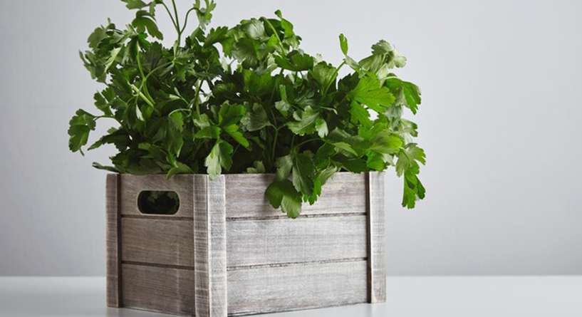 Potted Plant, Vase, Plant