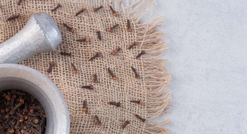 Home Decor, Honey Bee, Insect