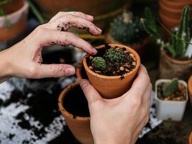 الزراعة المنزلية بدون حديقة