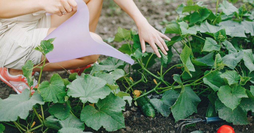 إمرأة تسقي الخضروات في حديقتها