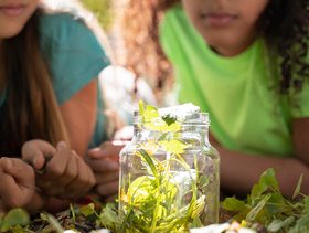 الزعتر البري للأطفال
