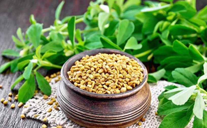 عشبة الحلبة