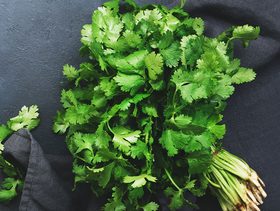 الكزبرة للحامل