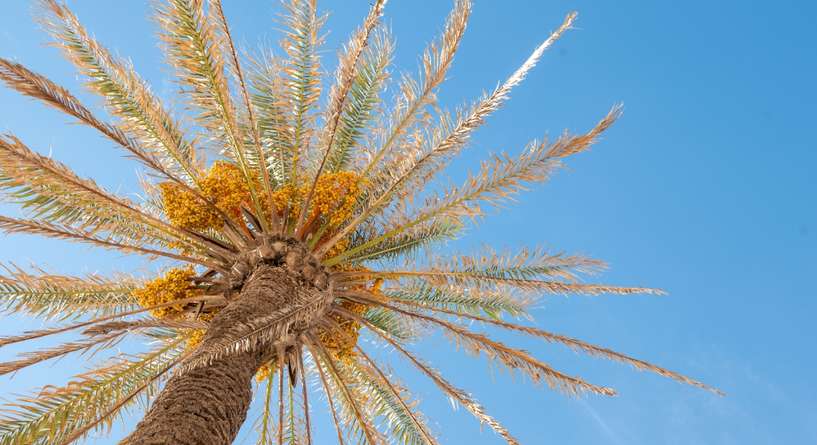 طريقة استخدام طلع النخل للحمل بتوام