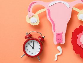 أيام التبويض للحمل بتوأم ذكور