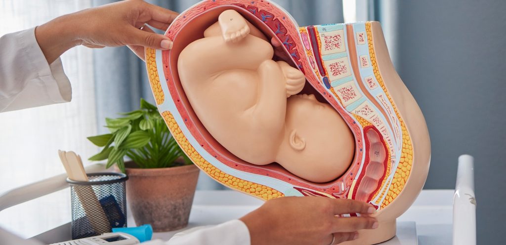 مجسم تفصيلي للجنين داخل بطن أمه