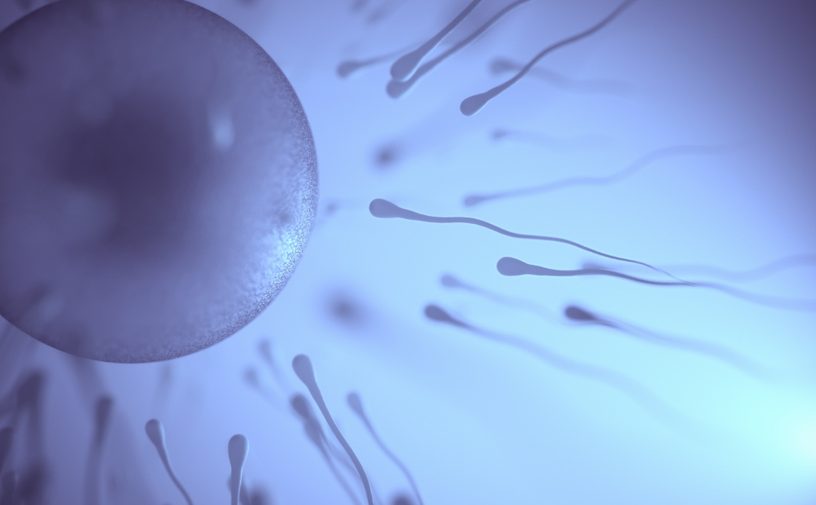 حيوانات منوية تتجه نحو البويضة لتلقحها