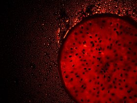 طرق رفع مخزون الحديد بسرعة