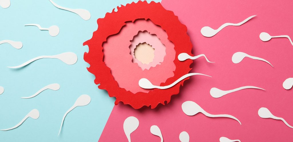 طريقة تلقيح البويضة