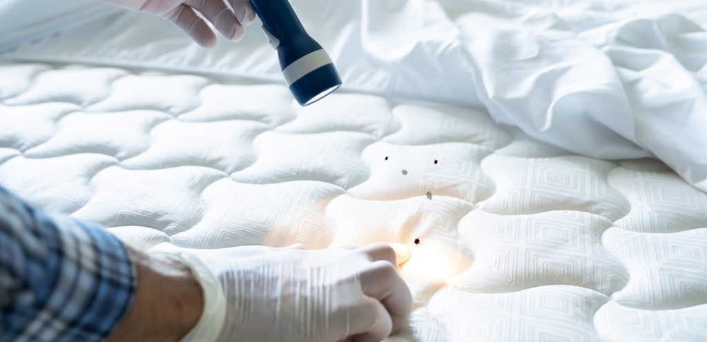 بق الفراش وتنظيفه