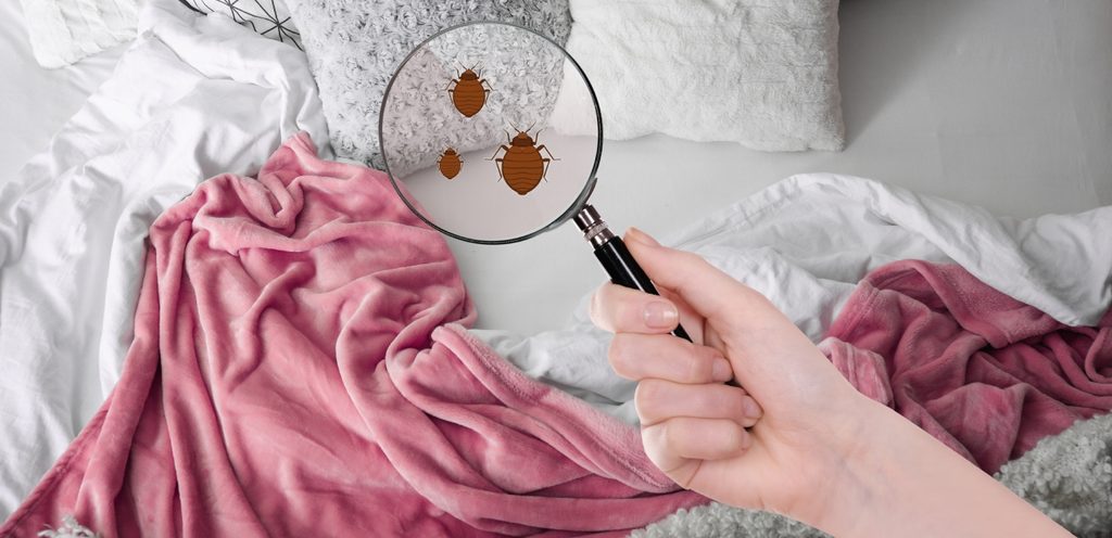 تواجد بق الفراش في غرفة النوم