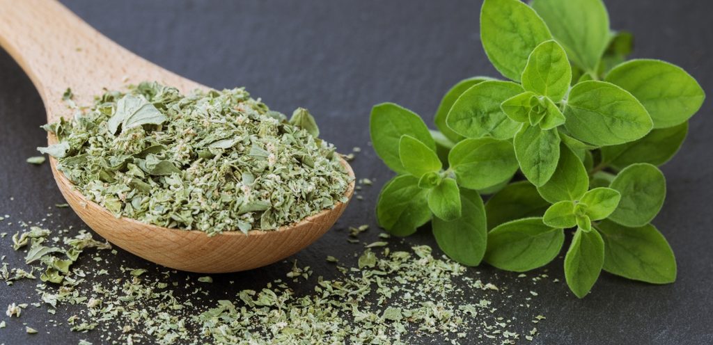 نبتة االبردقوش