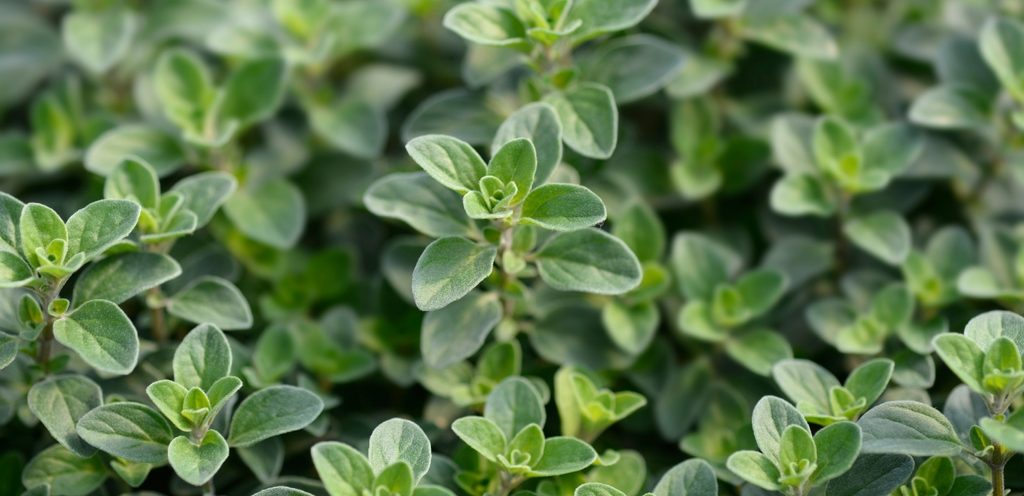 نبتة البردقوش الخضراء