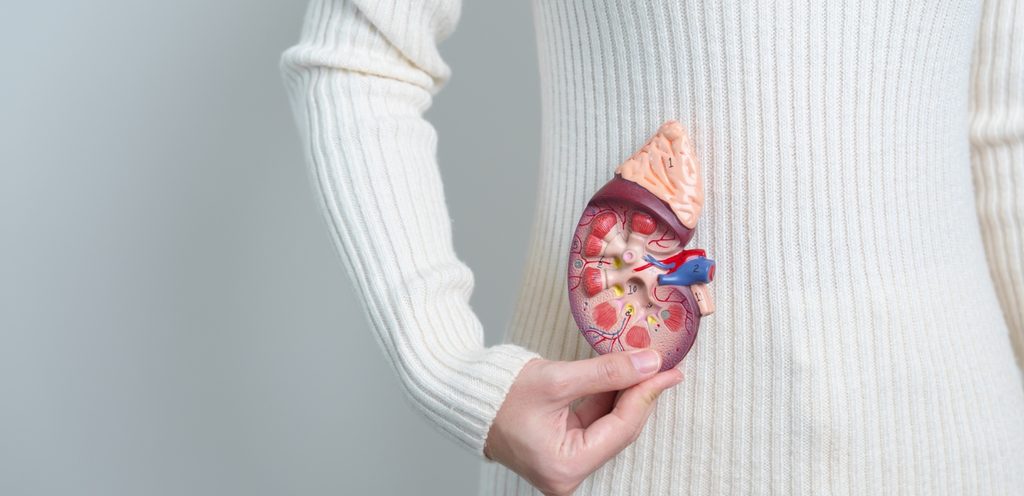 فتاة تحمل مُجسَّم كلى