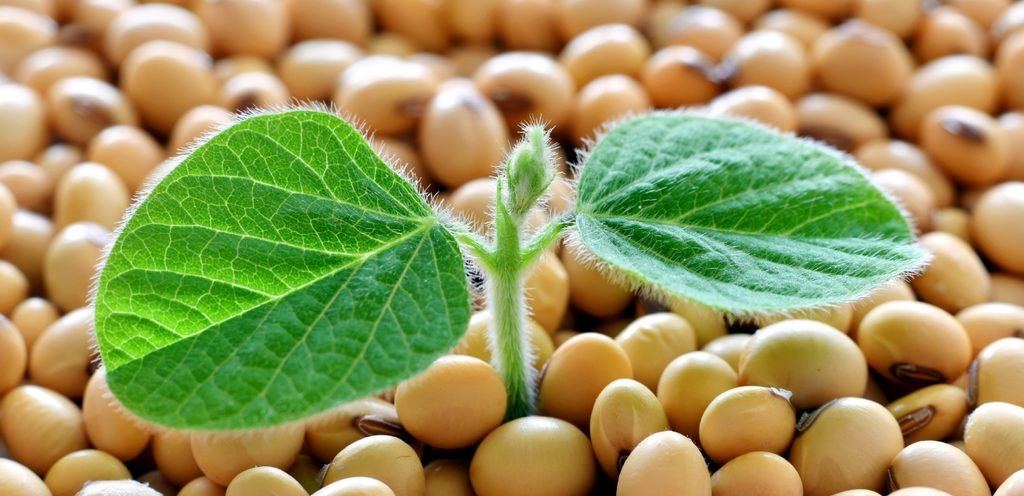 فول الصويا مع نبتة الصويا في الوسط