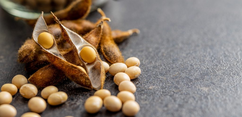 حبوب فول الصويا مع القشرة الخارجيّة