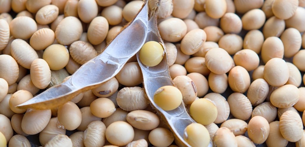 حبوب الصويا