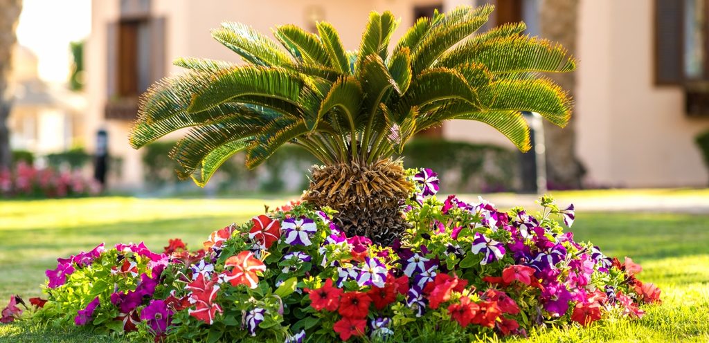 نبتة في الوسط وحولها أزهار ملوّنة مزروعة في الحديقة