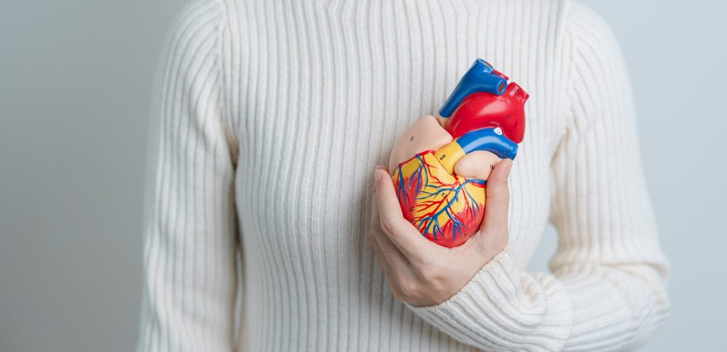 امرأة تمسك مجسّم عن القلب البشري