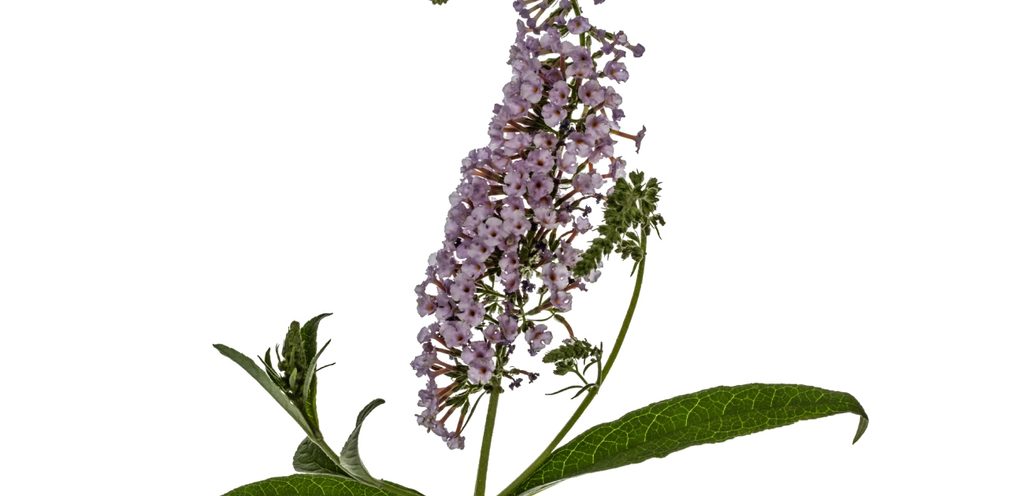 عشبة بزهور بنفسجيّة