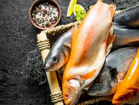 أفضل أنواع السمك للحامل