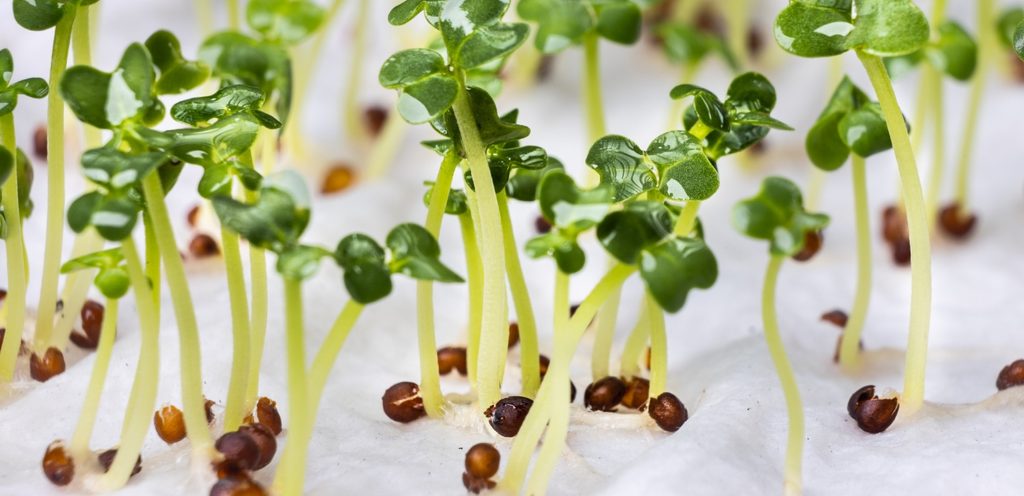 نبات أخضر جديد وفي الجذور حبوب بنيّة