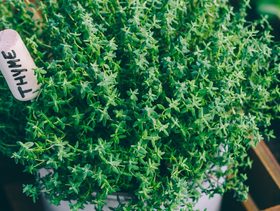 الزعتر للكحة عند الأطفال