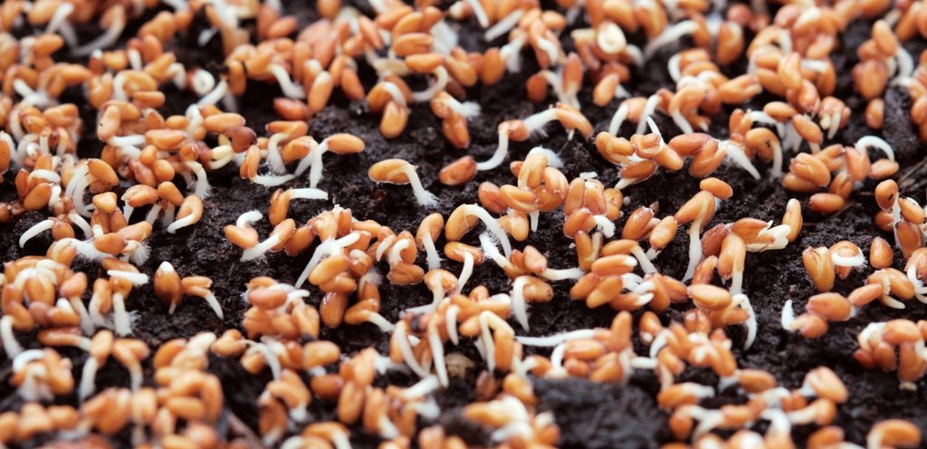 حبوب بنيّة مع جذور بيضاء على التراب