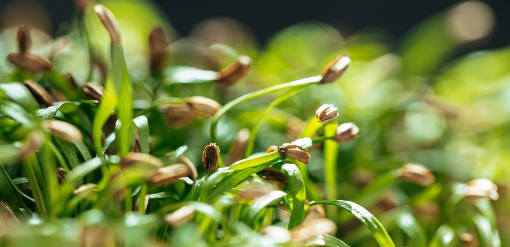 نبات أخصر وعلى رأسه حبوب بنيّة