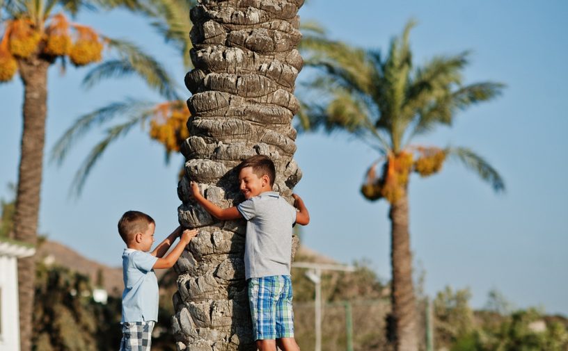 معلومات عن النخلة للاطفال​