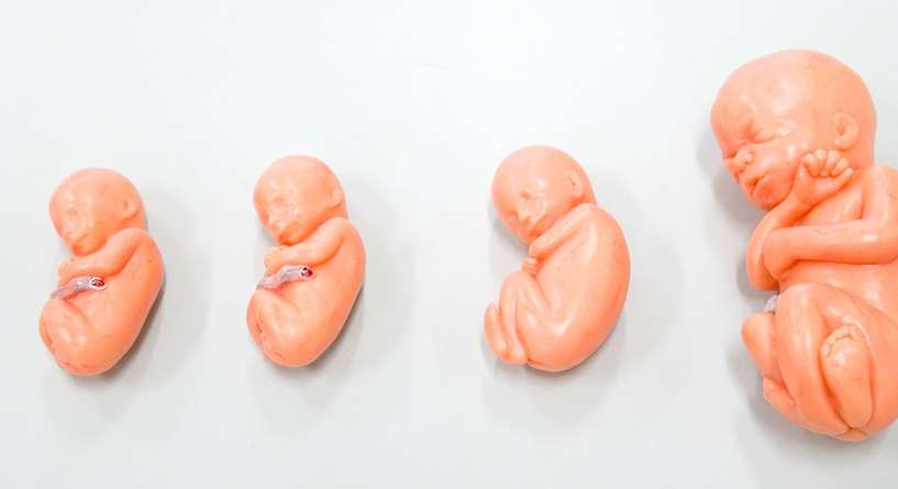 اين ينمو الجنين ويتطور