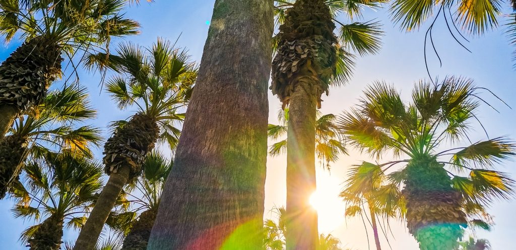 مجموعة من أشجار النخيل العالية