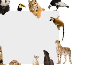 دورة حياة الحيوانات للاطفال​