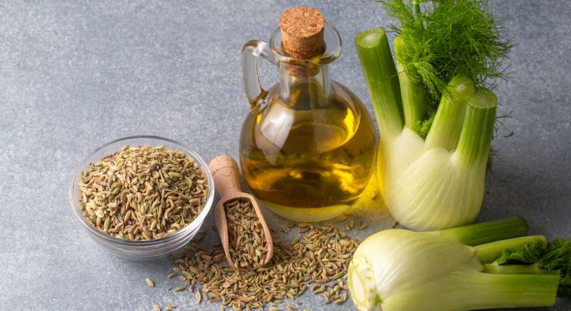 نبتة الشمر وزيتها