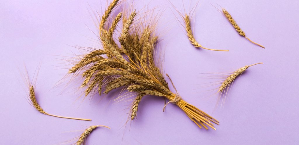 رزمة من القمح