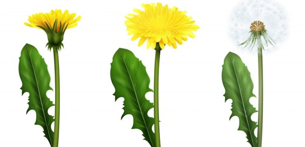 مصدر الصورة: موقع  Freepik