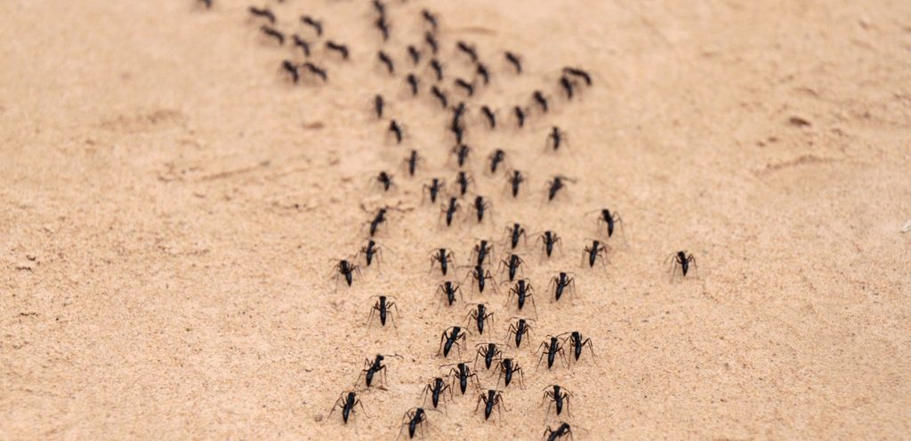 مجموعة من النمل الأسود